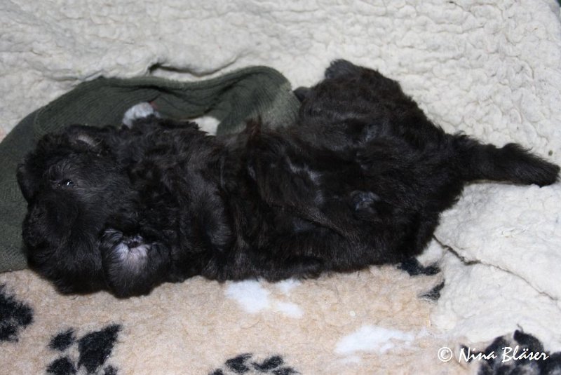 Rüde 2009-06-14 (6).JPG